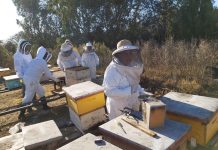Cooperativa apícola del Huasco fortalecerá producción y comercialización nacional e internacional de su dulce alimento.