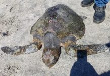 Trabajo coordinado de Sernapesca permitió el rescate de fauna marina protegida en Atacama