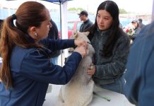 Día Mundial contra la Rabia: más de 250 mascotas vacunadas y educación en operativos en Copiapó y Chañaral