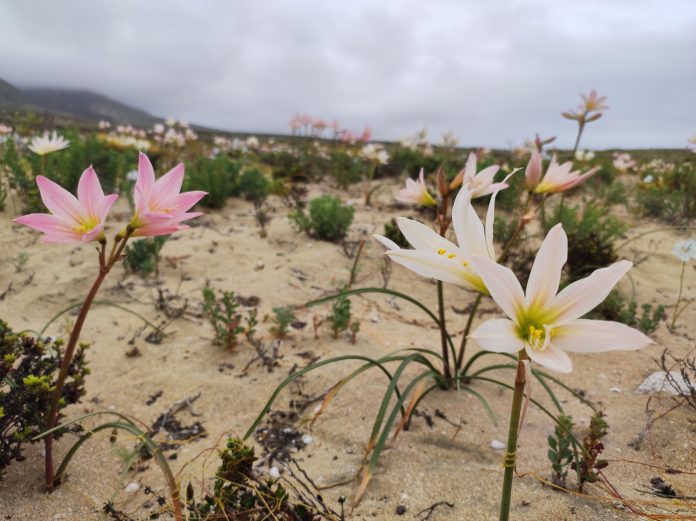 Desierto Florido 8