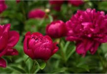 Chile consolida su posición como exportador emergente de flores de corte