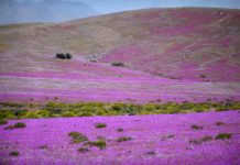 Cientos de familias han visitado el «Mirador del Desierto Florido» en el peak del fenómeno natural