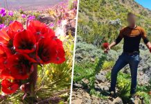 Personal de CONAF indicó que el fenómeno del desierto florido, que cubre zonas áridas y semiáridas de la Región de Atacama, requiere especial cuidado y respeto por parte de visitantes, pues allí se desarrollan especies nativas y que solo se pueden observar en esta zona del planeta.