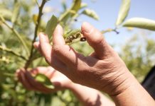 Gobierno Regional impulsa histórica inversión de $5.700 millones para fortalecer la agricultura familiar campesina