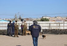 Incautan cerca de 20 toneladas de huiro negro en planta ilegal en Caldera