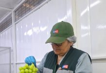 SAG informa requisitos fitosanitarios ante inicio de exportaciones de uva de mesa en Atacama