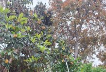 Municipalidad de Vallenar y SAG llaman a la comunidad a colaborar en vigilancia por detección de mosca de la fruta