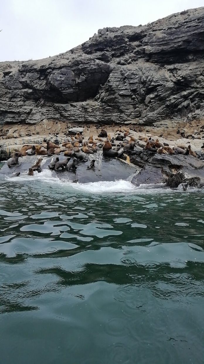 colonia-de-lobos-de-mar