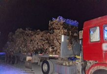 Incautan 9,5 toneladas de huiro palo en fiscalización de Sernapesca y la Armada en Caldera