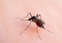 Seremi de Salud de Atacama refuerza recomendaciones a viajeros para prevenir dengue, chikungunya y zika