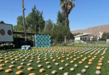 Más de 600 kilos de marihuana fueron incautados tras control vehicular del OS-7 en Copiapó
