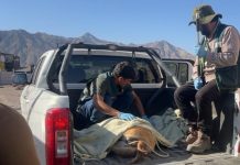 Guanaca hallada en Paipote fue atendida y liberada en su hábitat natural