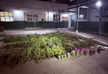 Detienen a un hombre quien mantenía cultivo de Marihuana y porte de municiones en Vallenar