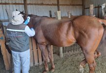 SAG aumenta vigilancia en caballos tras confirmar primer caso de anemia infecciosa equina en Atacama