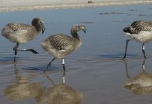 Registran importante número de polluelos de flamenco en el humedal salar de Maricunga