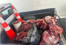 Operativo conjunto entre Seremi de Salud y Carabineros permite decomiso de 180 kilos de carne en Freirina