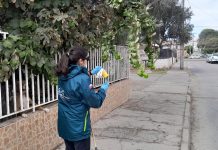 SAG inicia campaña de erradicación de mosca de la fruta en Copiapó