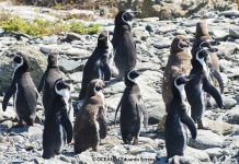 Alianza Humboldt se suma a la campaña por la defensa del Pingüino de Humboldt