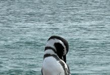 Día Mundial del Pingüino: la década decisiva para evitar la extinción del Pingüino de Humboldt en Chile