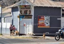 Municipio de Vallenar refuerza medidas ante aumento de perros callejeros y ataques en la comuna
