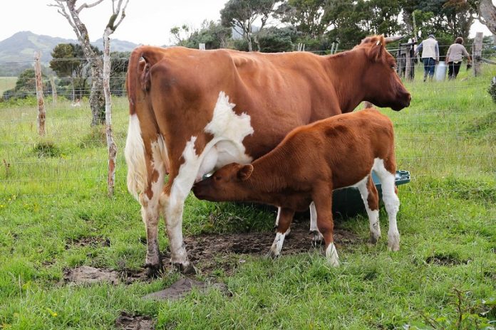 Minagri llama a agricultores a contratar Seguros Agropecuarios (2)Portada