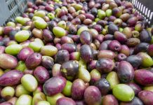 El secreto de una buena aceituna: agricultores de El Totoral aprenden técnicas de conservación artesanal