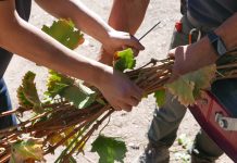 INIA Intihuasi impulsa análisis de yemas para optimizar producción de uva en Alto del Carmen