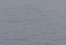 Ballenas sorprenden con espectacular avistamiento en Antofagasta: ¿es un hecho inusual? Experta explica por qué ocurre