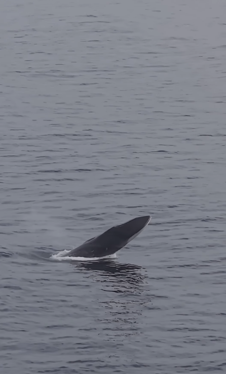 Captura Video Ballena Antofagasta