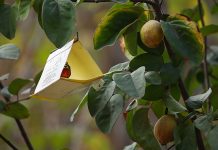 Se activa campaña de erradicación de mosca de la fruta en Huasco tras segunda detección