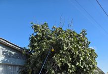 SAG inicia campaña de control de mosca de la fruta en puerto de Huasco
