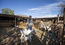 Usuarios de INDAP no deberán iniciar actividades en SII para acceder a programas de fomento y créditos institucionales