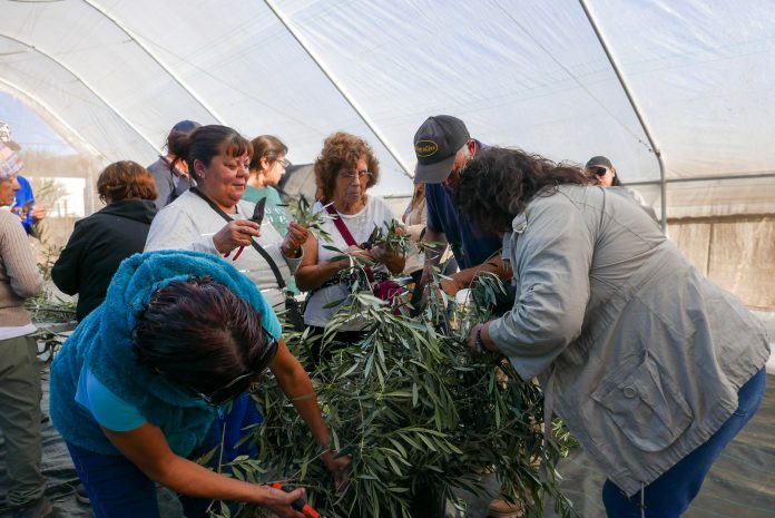 Propagación de olivos 1