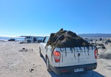 Incautan 3,5 toneladas de huiro negro extraído ilegalmente en Caldera