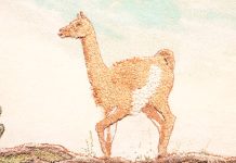 Artista atacameña llevará los colores y pigmentos naturales de Atacama a prestigiosa exposición internacional en Italia