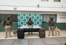 En Copiapó: DOS DETENIDOS Y LA INCAUTACIÓN DE CASI 40 KILOS DE MARIHUANA