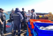 Fiscalización de Sernapesca y la Armada terminó con la incautación de 6,5 toneladas de cojinoba del norte en Chañaral