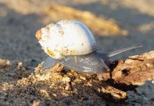 El lado menos conocido del Desierto Florido: investigadores revelan la huella genética de caracoles de Atacama