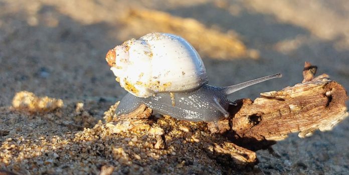 El lado menos conocido del Desierto Florido: investigadores revelan la huella genética de caracoles de Atacama