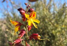 Inéditos datos de biodiversidad chilena se integran a plataforma de divulgación científica global