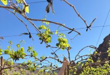 Curso e-learning de RAN-AGROMET fortalecerá capacidades para la gestión del riesgo agroclimático