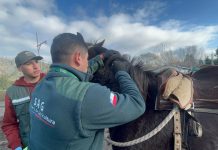 SAG actualiza normativa sobre trazabilidad de equinos, mulares y asnales