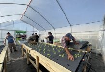 Cultivar sin suelo: agricultores de Atacama avanzan en sistemas hidropónicos frente a los desafíos climáticos