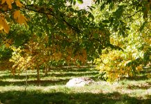 INIA Intihuasi entrega recomendaciones para el manejo de frutales tras las intensas lluvias