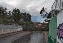 CAÍDA DE ÁRBOL OBLIGA A INTERRUMPIR EL TRÁNSITO EN SECTOR BAQUEDANOS DE VALLENAR