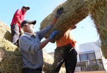 Gobierno Regional inicia entrega de 1.950 fardos de alfalfa a crianceros afectados por la emergencia en la provincia del Huasco