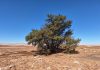 Investigación UDA identifica poblaciones clave de chañar y tamarugo para su conservación en el norte de Chile