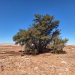 Investigación UDA identifica poblaciones clave de chañar y tamarugo para su conservación en el norte de Chile