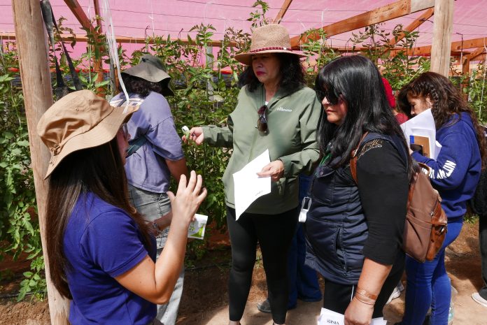 Aprender a mirar el cultivo: agricultores de Huasco fortalecen el reconocimiento de plagas