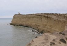 Estudio sobre la dieta de foca fósil de nueve millones de años aporta nuevas claves sobre su evolución
